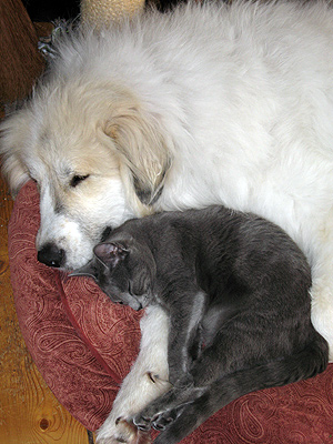 Cats and dogs can be friends